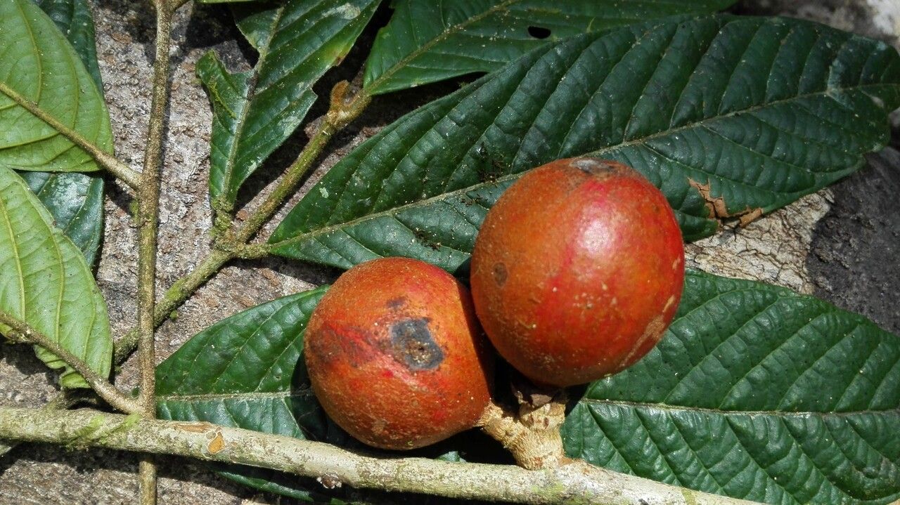 Guarea bullata fruit
