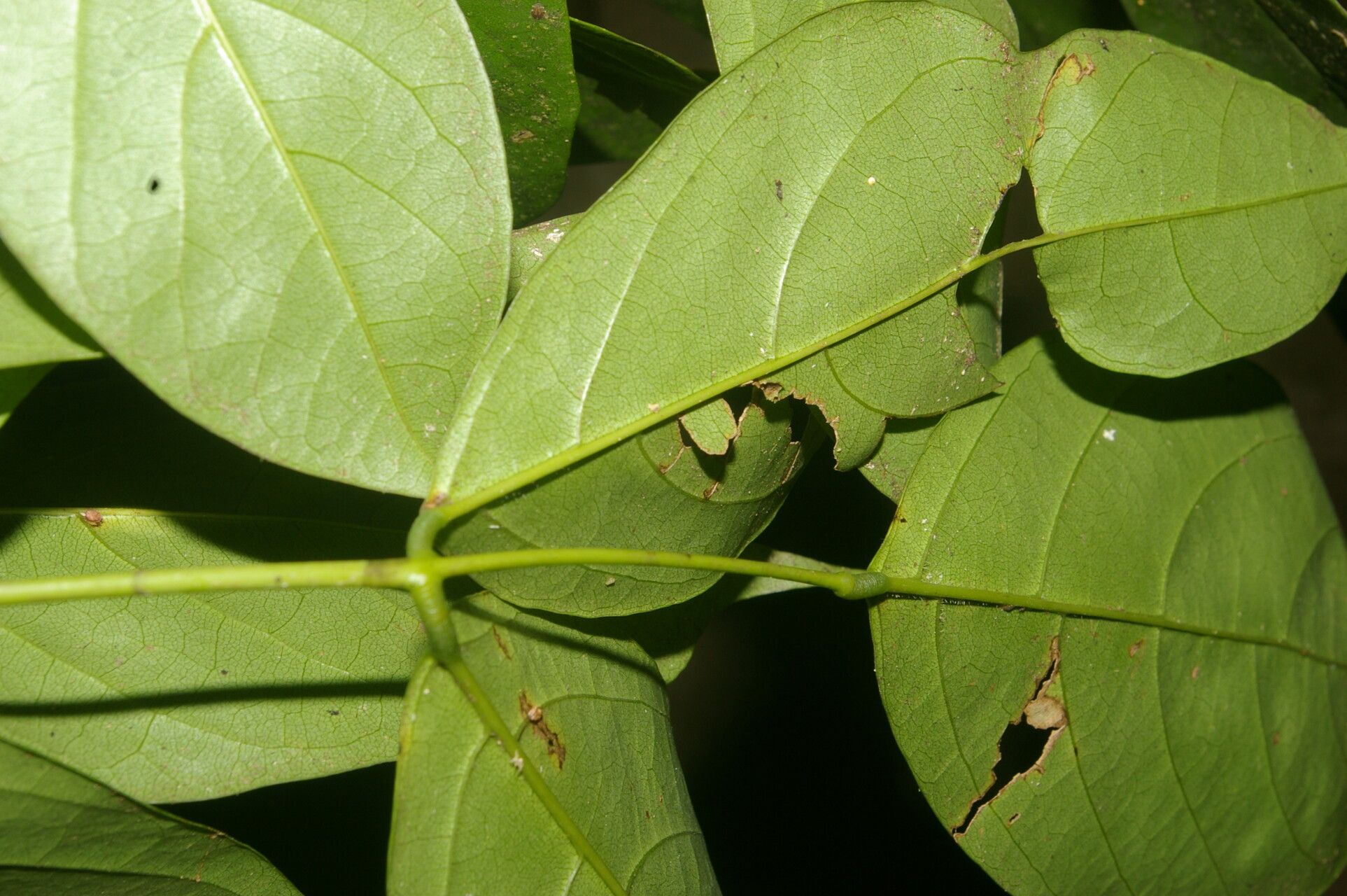 Machaerium pittieri leaf