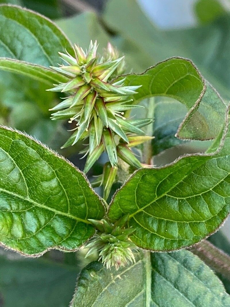 Achyranthes bidentata flower