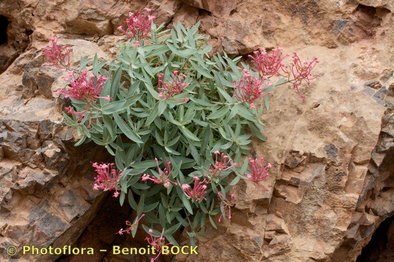 Centranthus battandieri habit