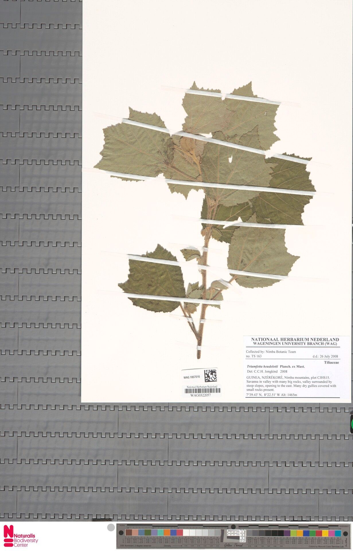 Triumfetta heudelotii — houseplant care guide