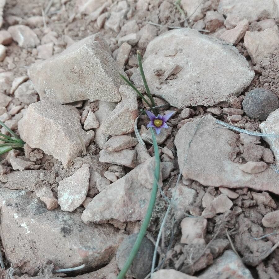 Romulea numidica — search result for 'Romulea'