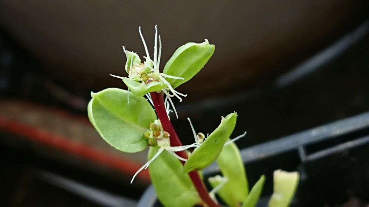 Lythrum portula flower