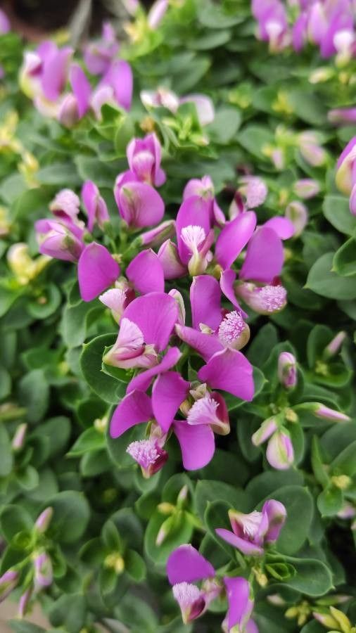 Polygala fruticosa flower