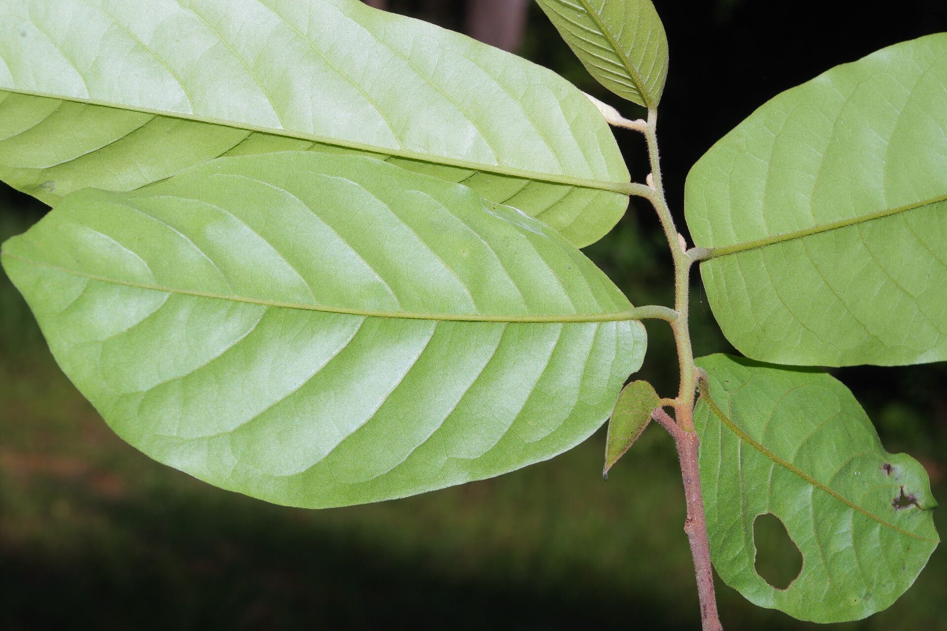 Uvaria comperei leaf
