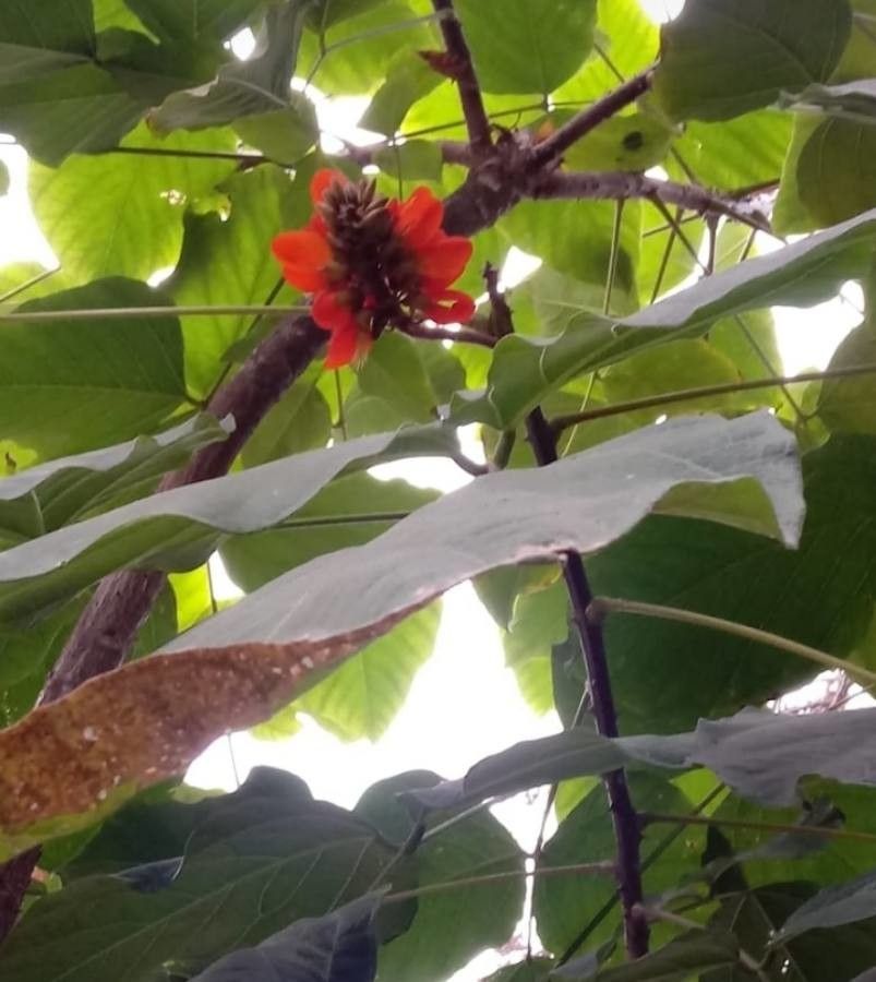 Erythrina edulis — search result for 'Erythrina'