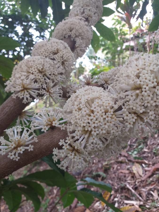 Pittosporum malaxanii — search result for 'Pittosporum'