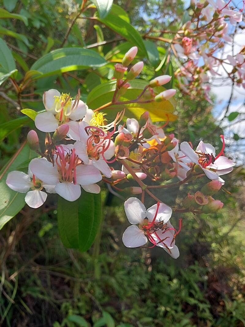Dichaetanthera oblongifolia flower