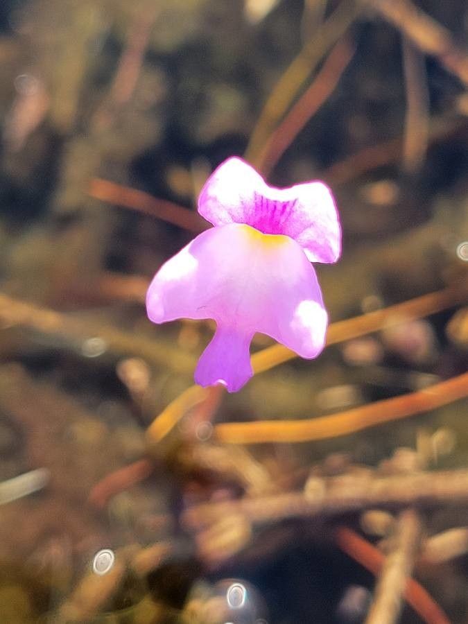 Utricularia purpurea flower