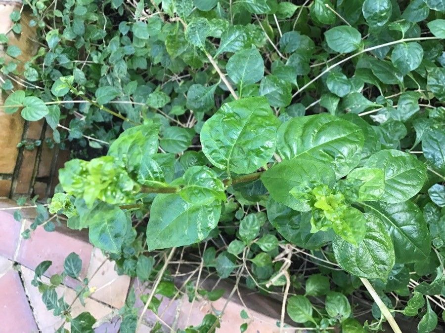 Ruttya fruticosa — search result for 'Uruguay'