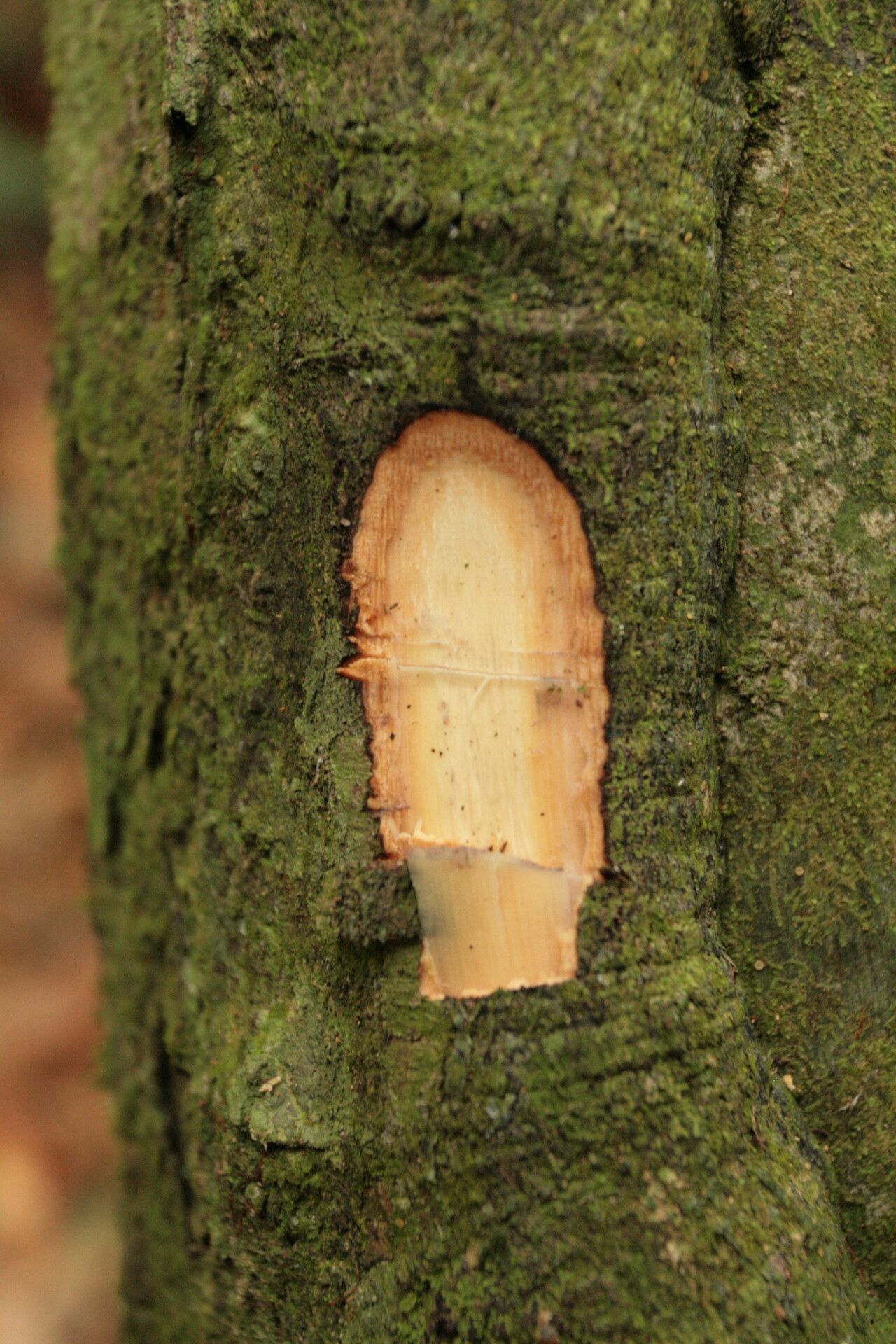Diospyros obliquifolia bark