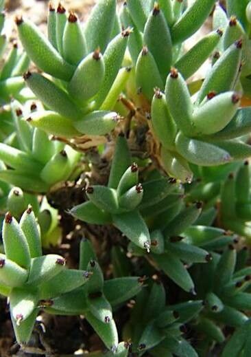 Trichodiadema mirabile habit