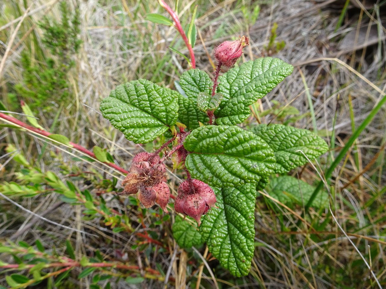 Rubus acanthophyllos habit
