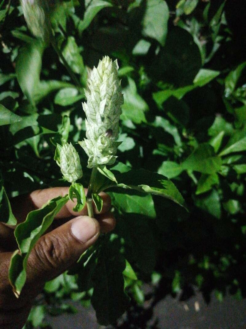 Nicoteba betonica — search result for 'Betonica'