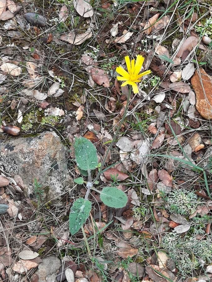 Hieracium jaubertianum habit