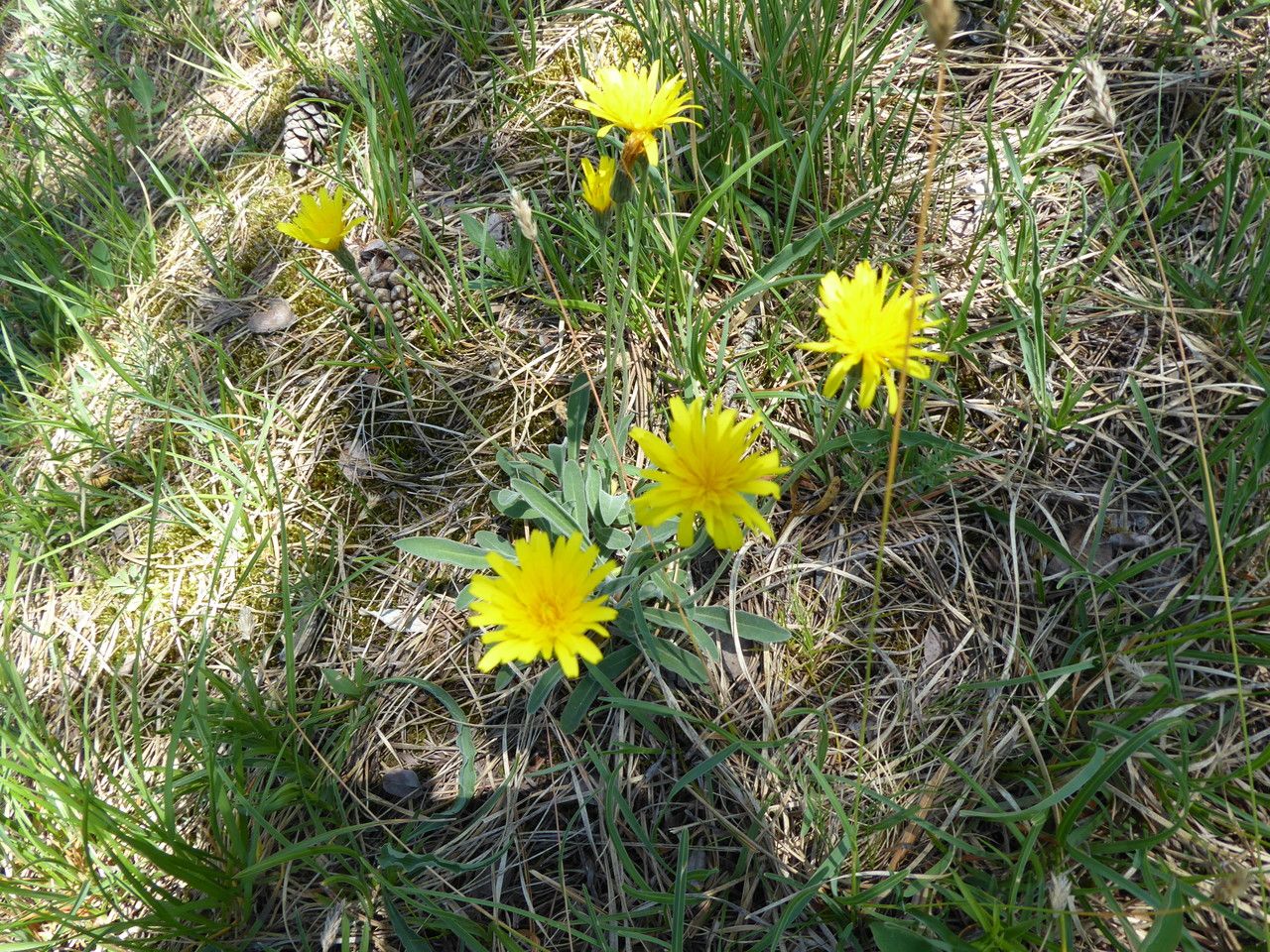 Leontodon incanus habit