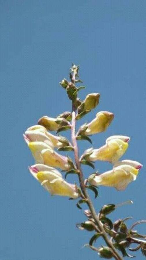 Fumaria kralikii flower