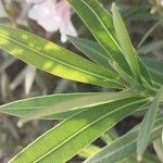 Nerium oleander