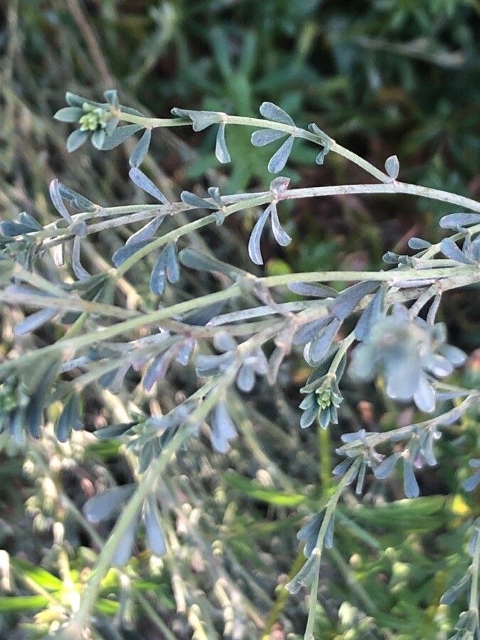 Genista monspessulana leaf