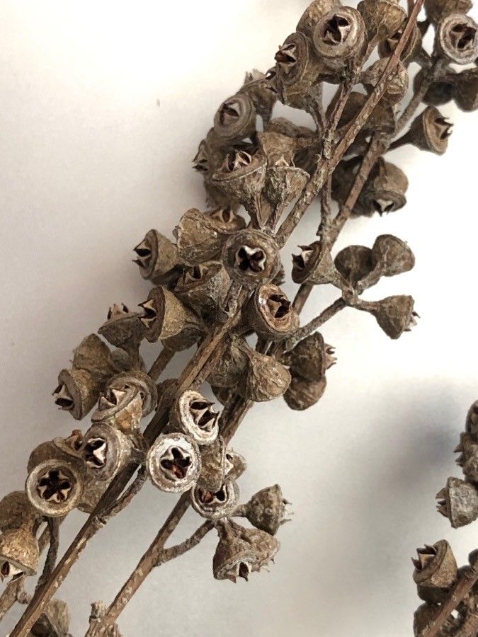 Eucalyptus viminalis fruit