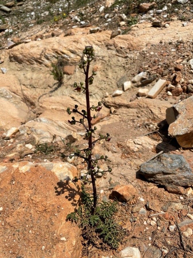 Scrophularia lucida — search result for 'Scrophularia'