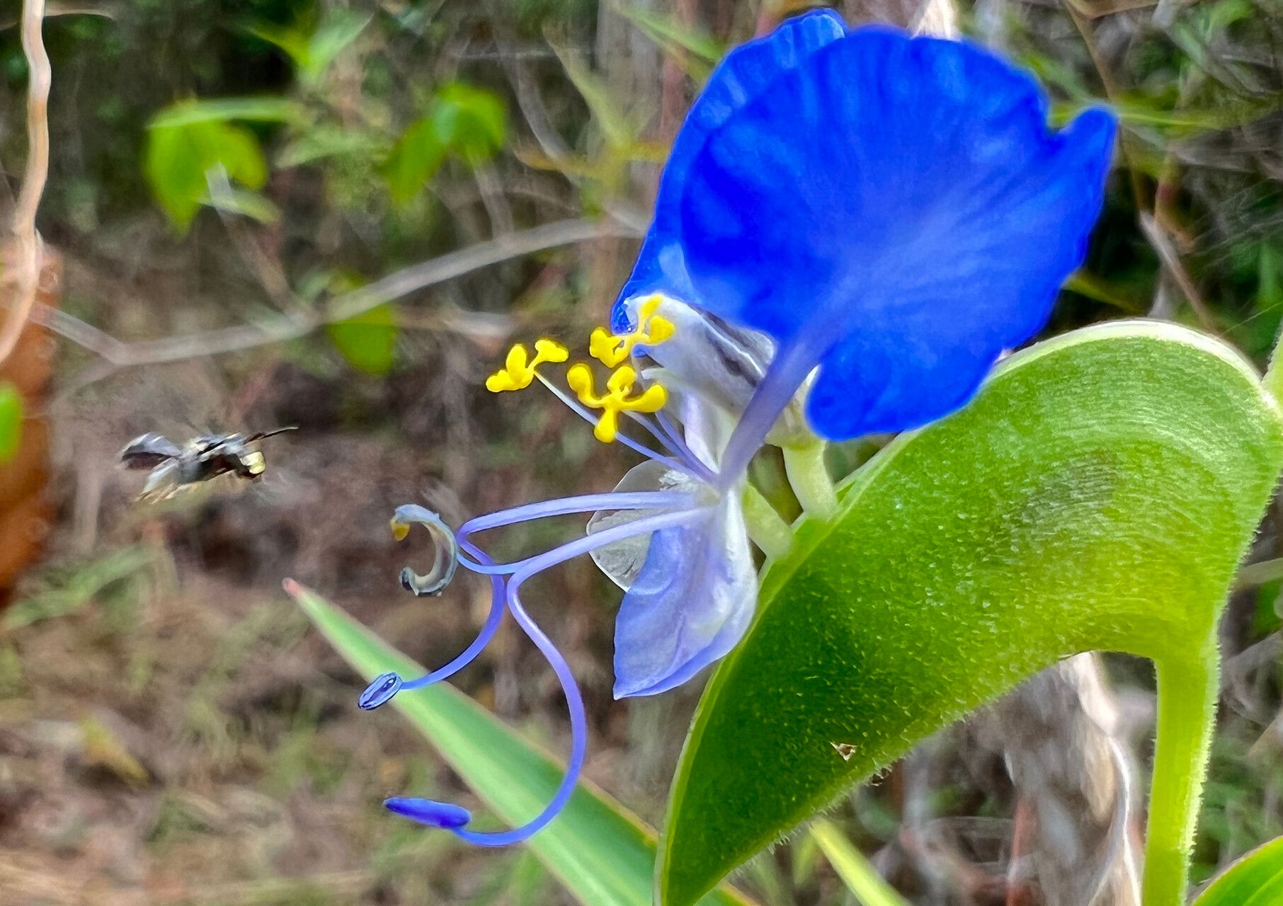 Commelina lukei — houseplant care guide