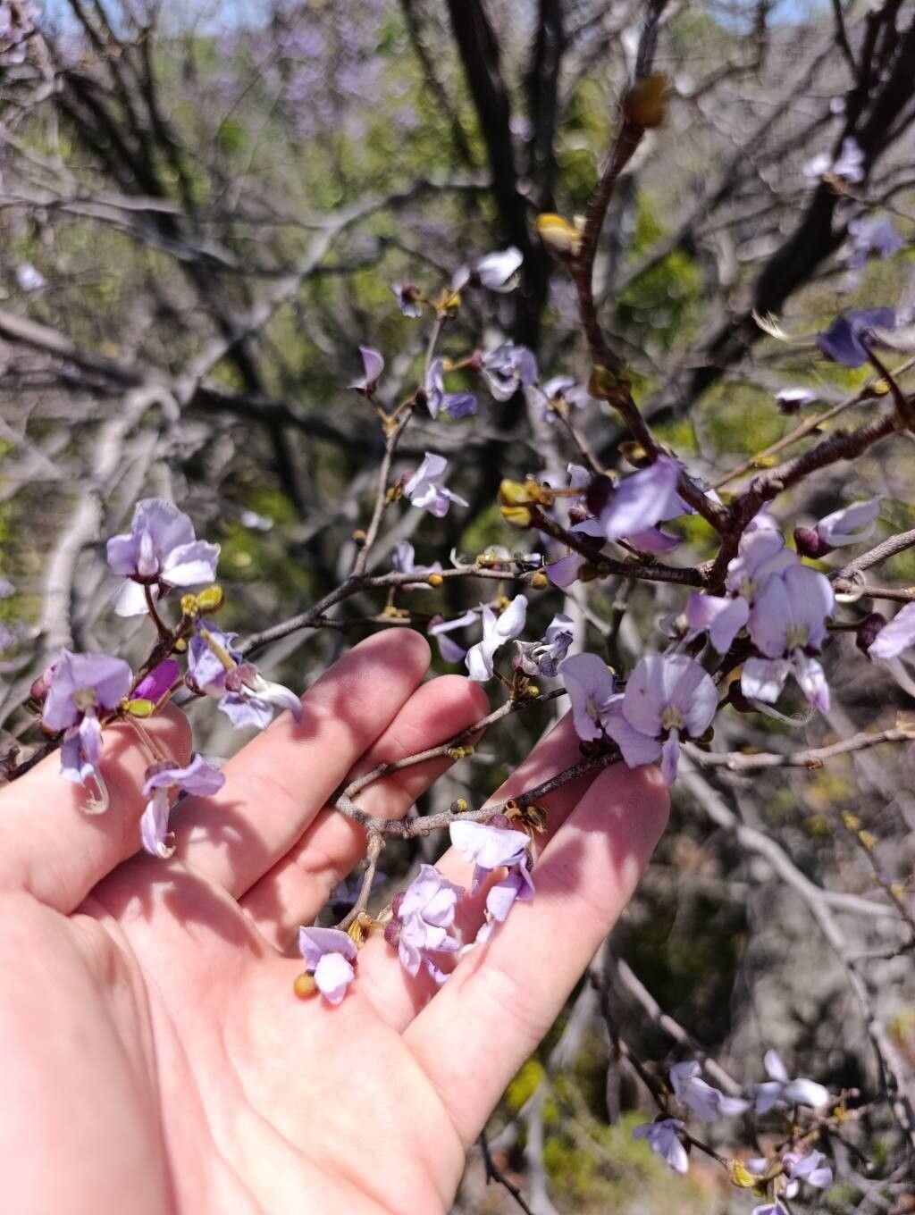 Millettia richardiana flower