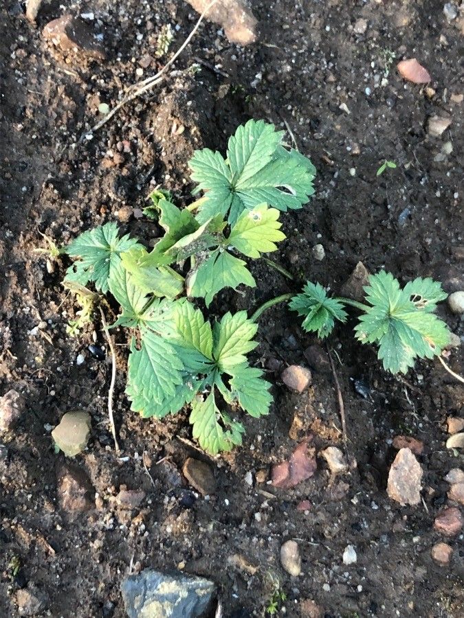 Potentilla pensylvanica — search result for 'Potentilla'