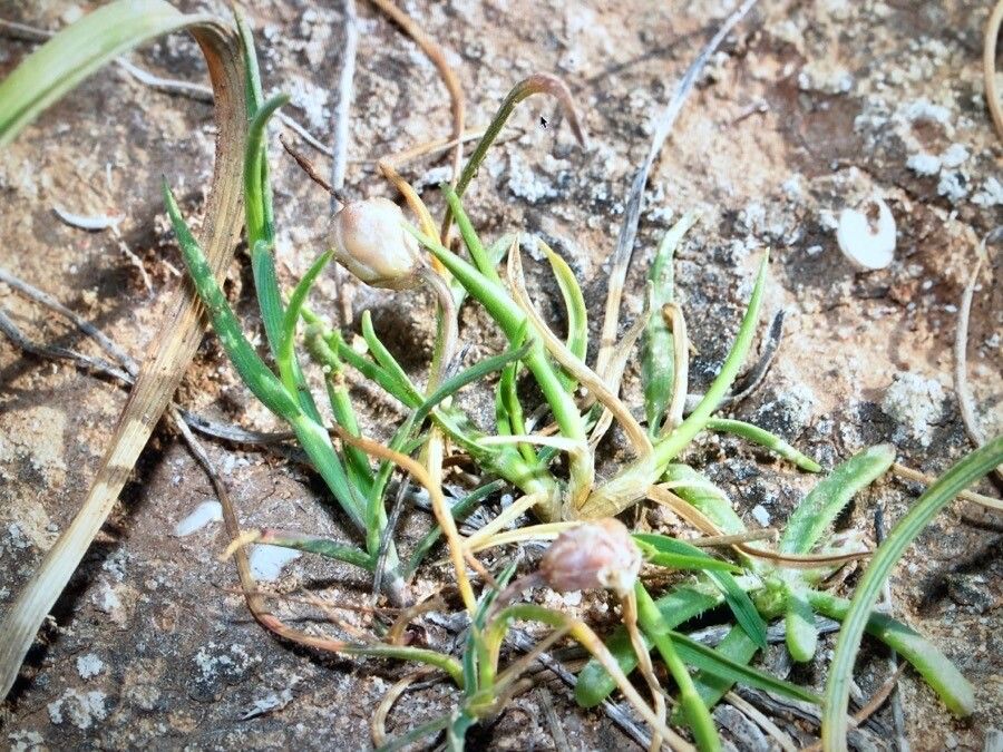 Romulea rollii fruit