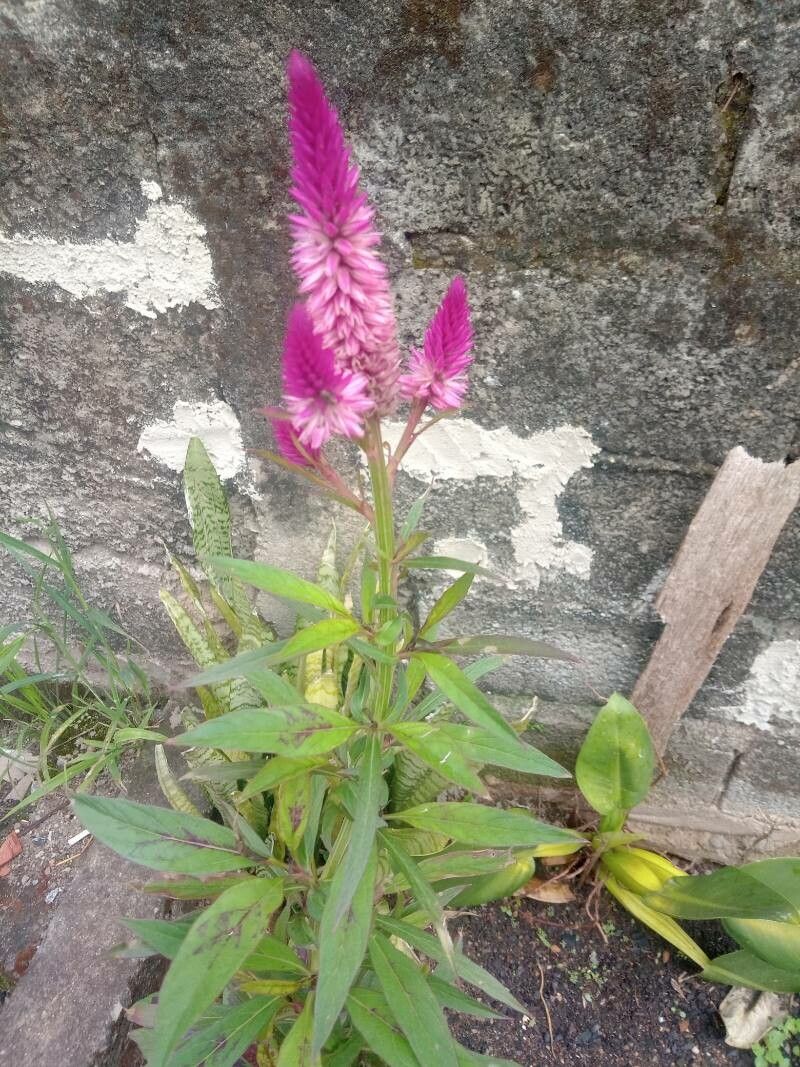 Deeringia spicata flower