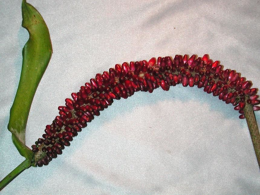 Anthurium cuspidatum fruit