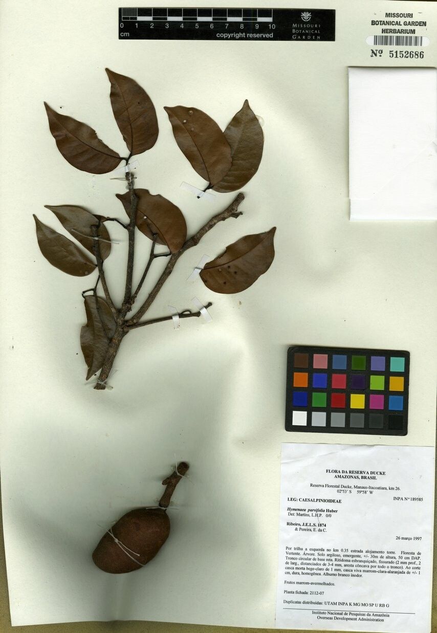 Hymenaea parvifolia other