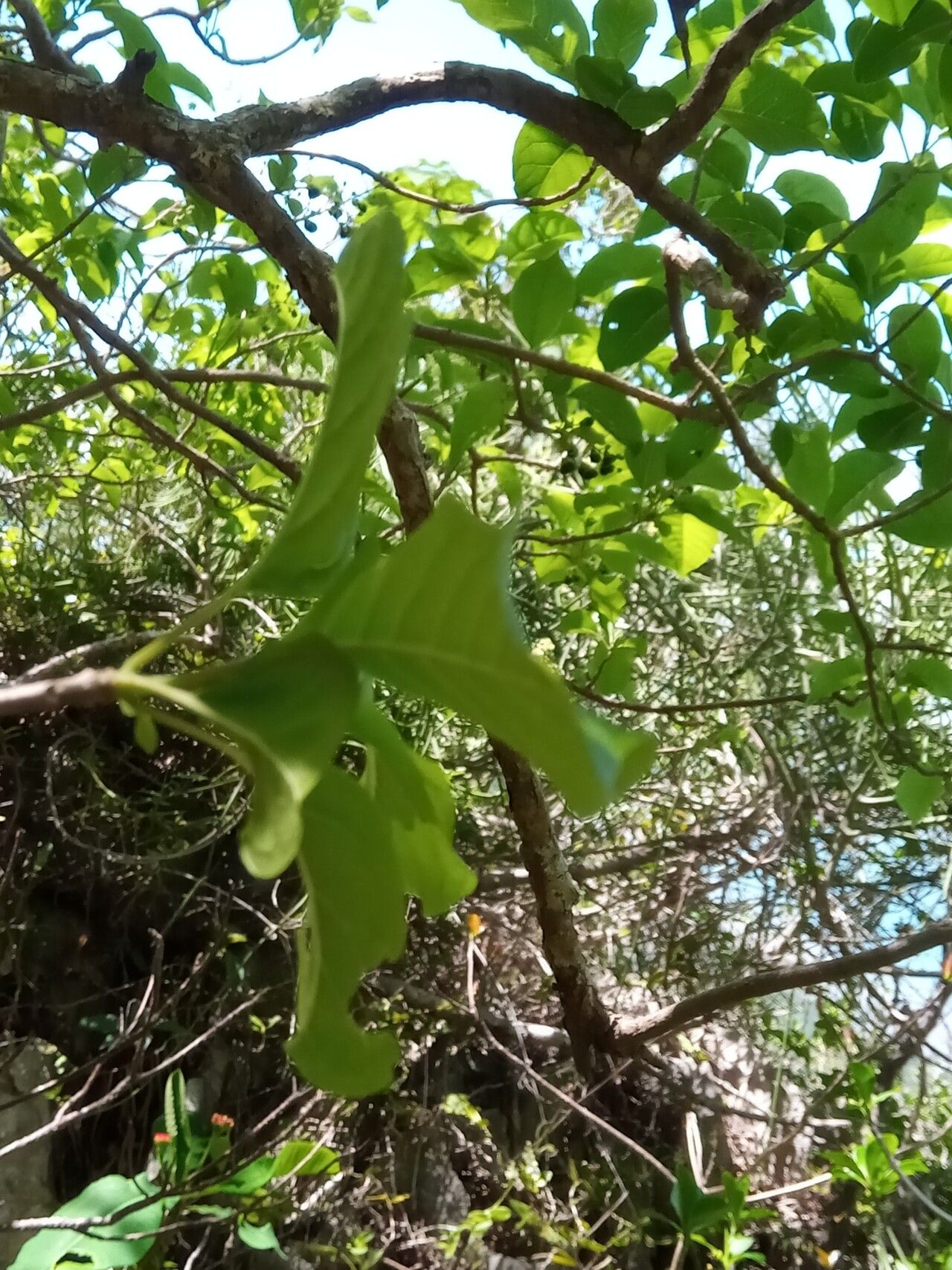 Premna perplexans leaf
