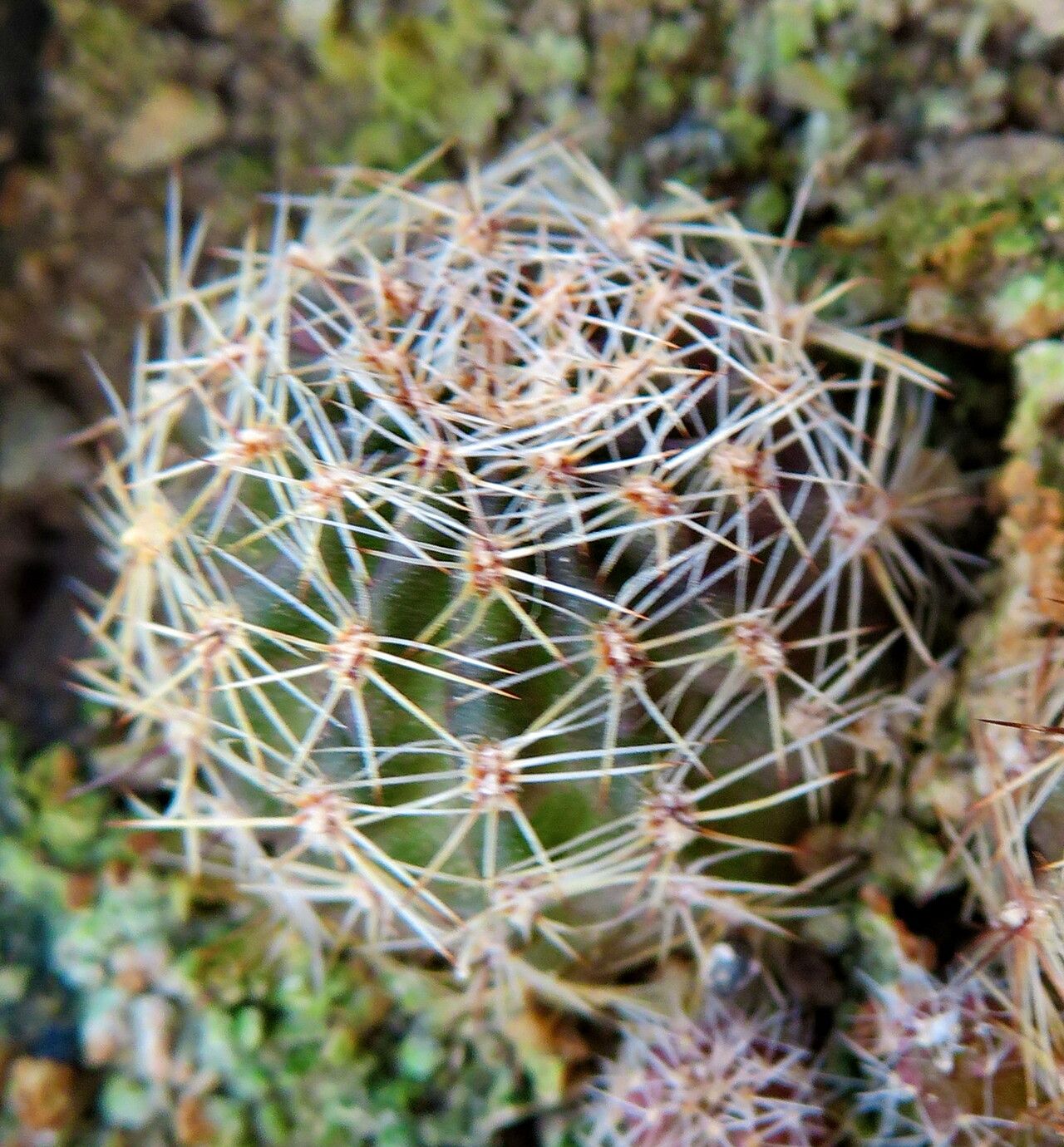 Rebutia fabrisii — houseplant care guide