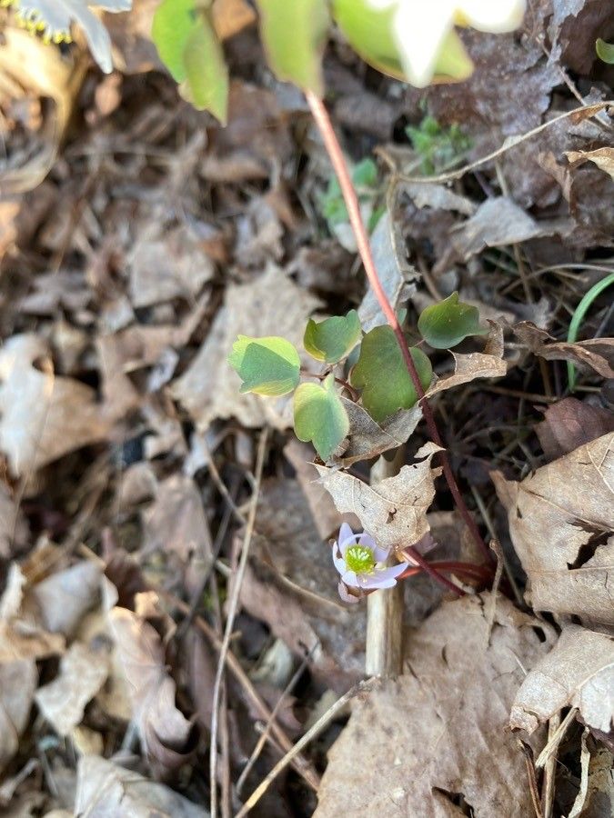 Thalictrum thalictroides leaf