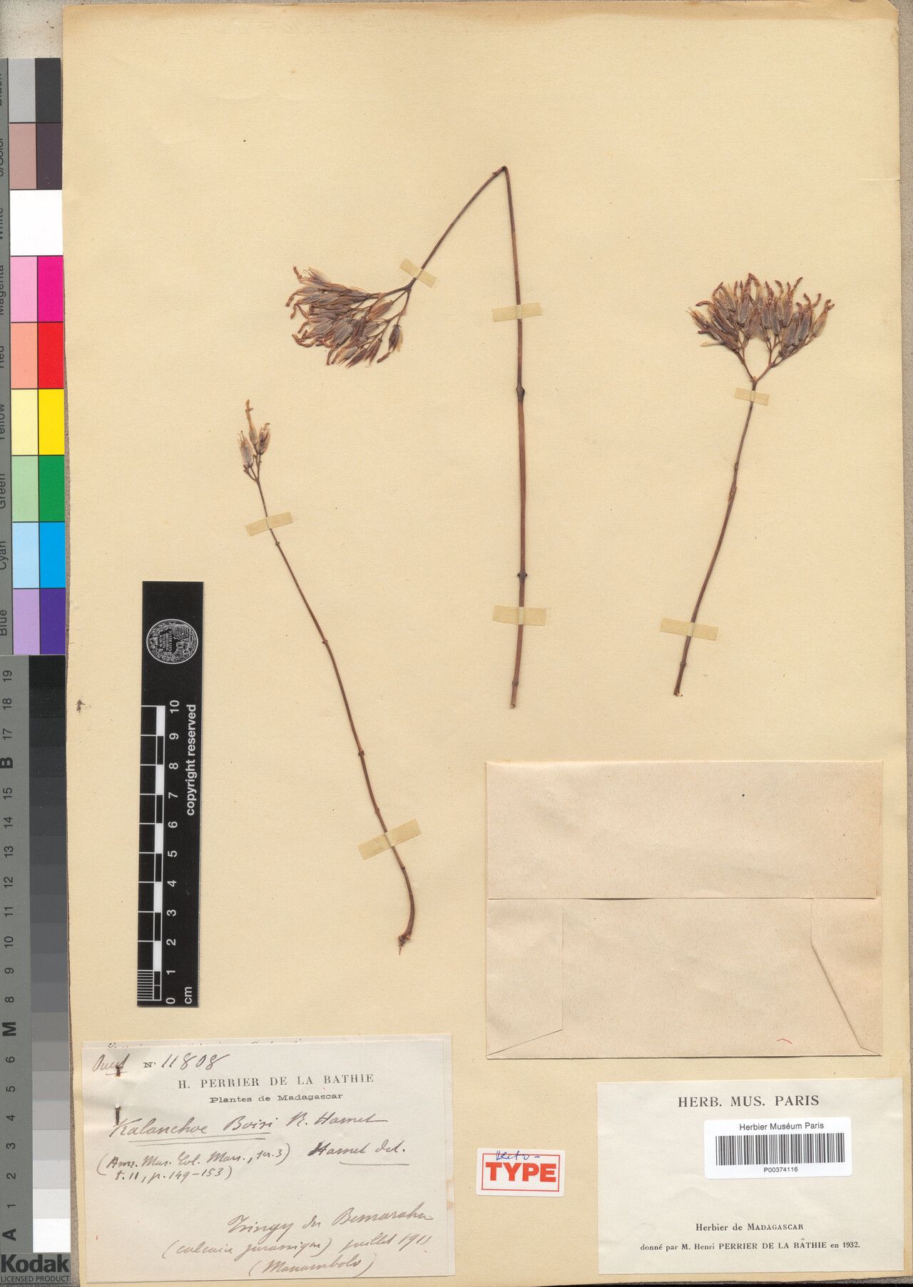 Kalanchoe boisii — houseplant care guide