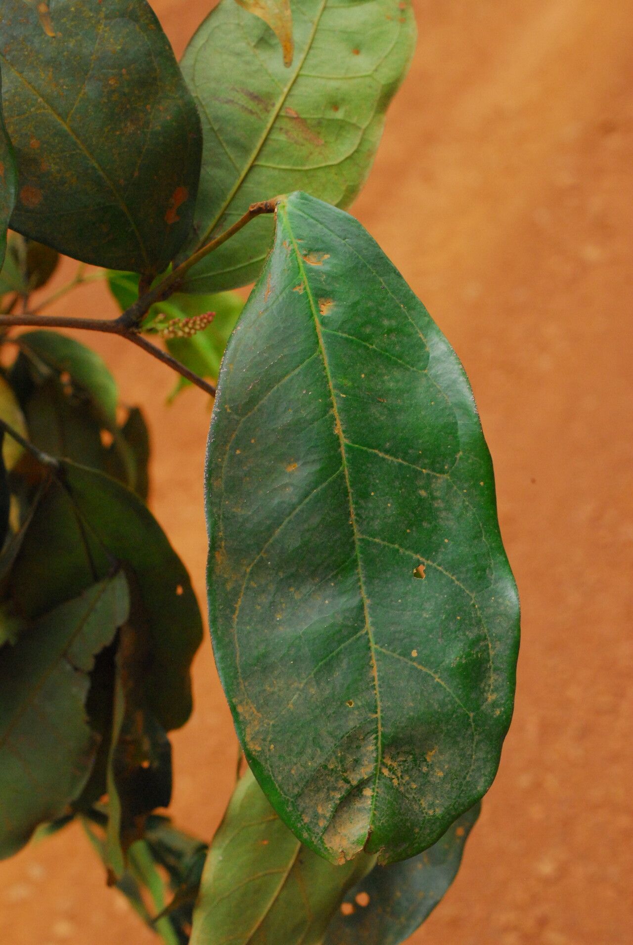 Julbernardia seretii leaf