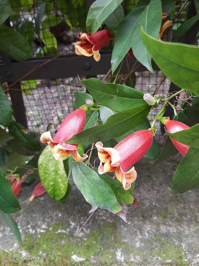 Bignonia capreolata flower