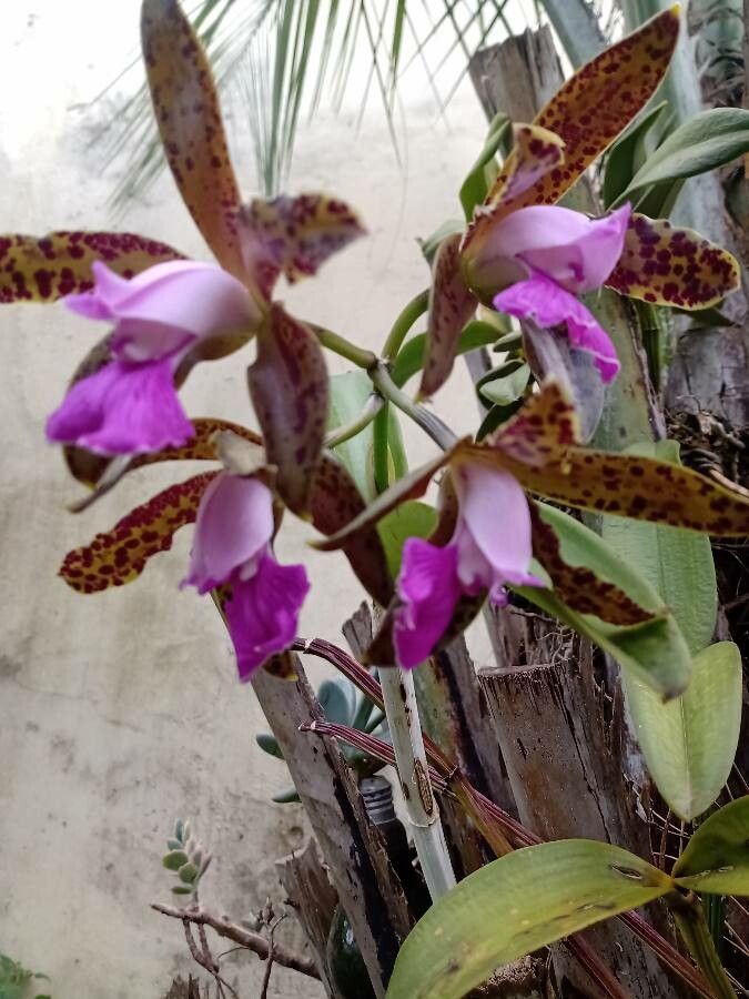 Cattleya guttata flower