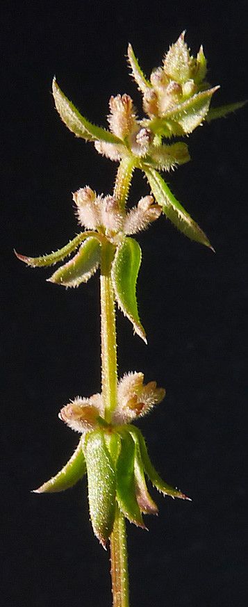 Galium verticillatum other