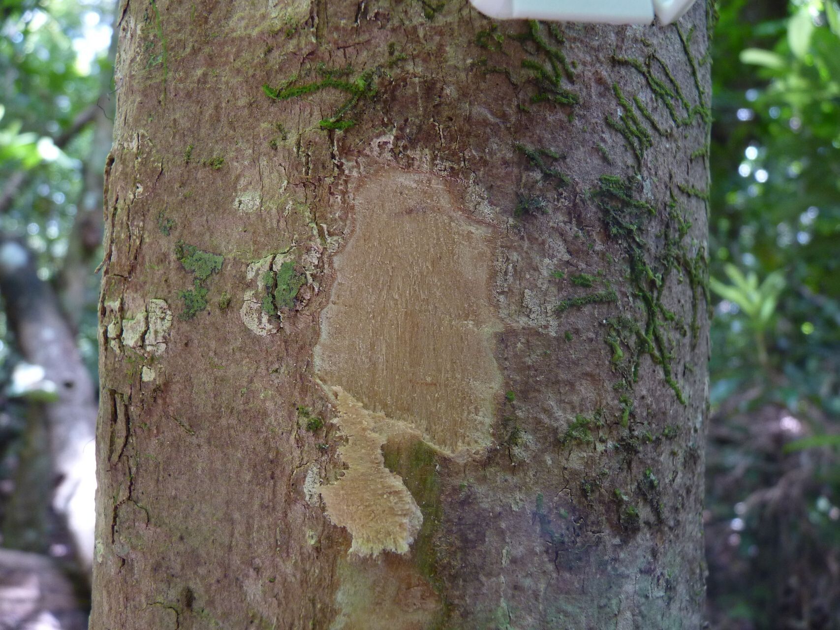 Syzygium brachycalyx bark