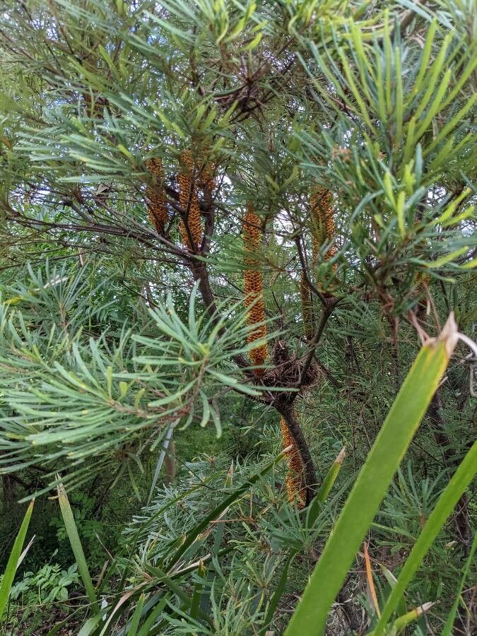 Banksia ericifolia — search result for 'Proteaceae'