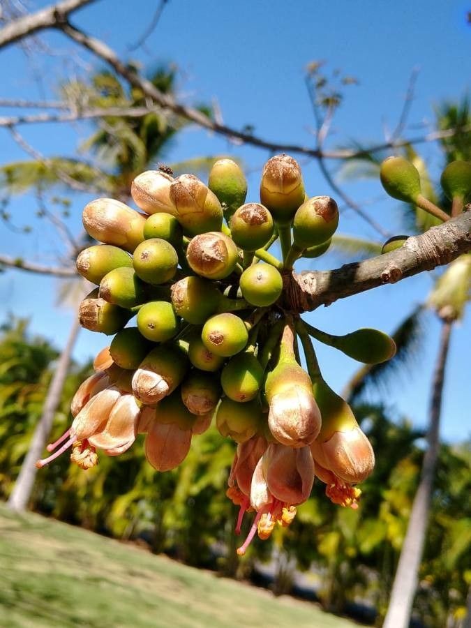 Ceiba pentandra flower