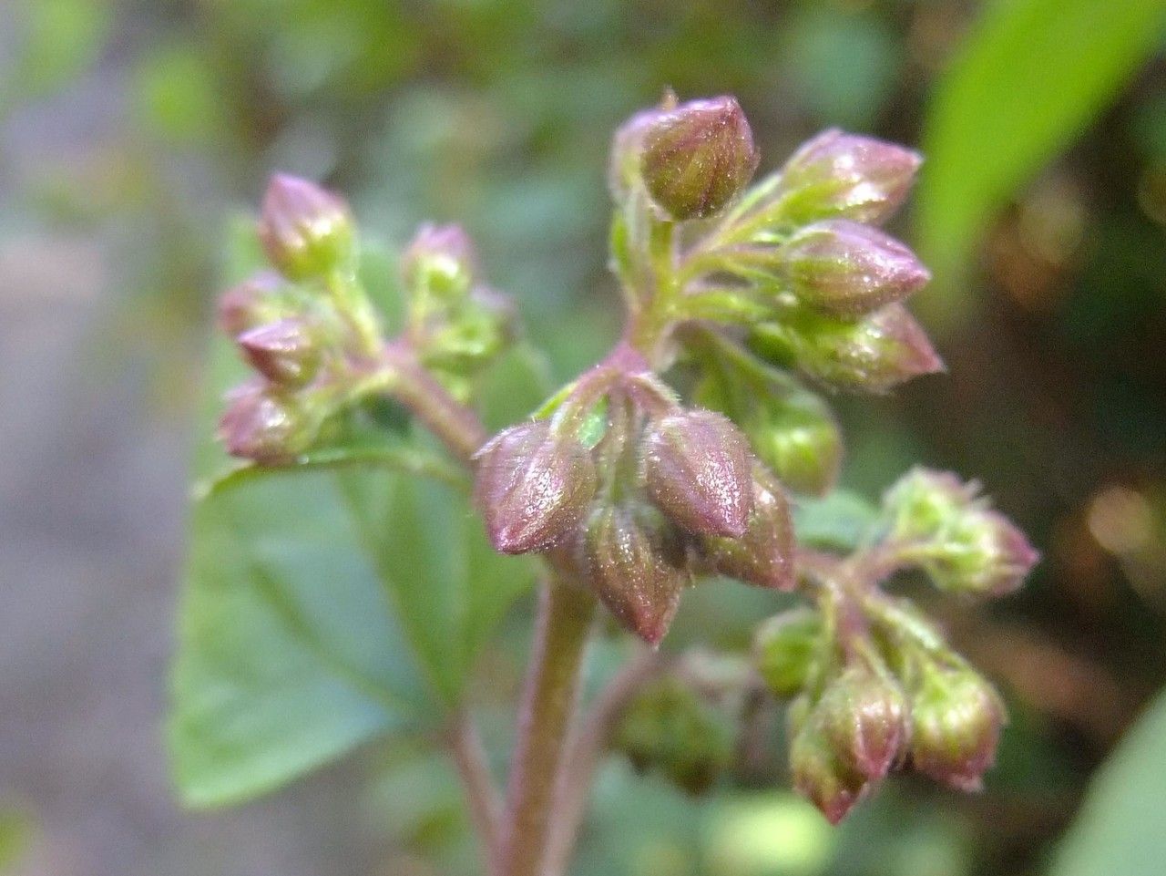 Ageratina adenophora fruit