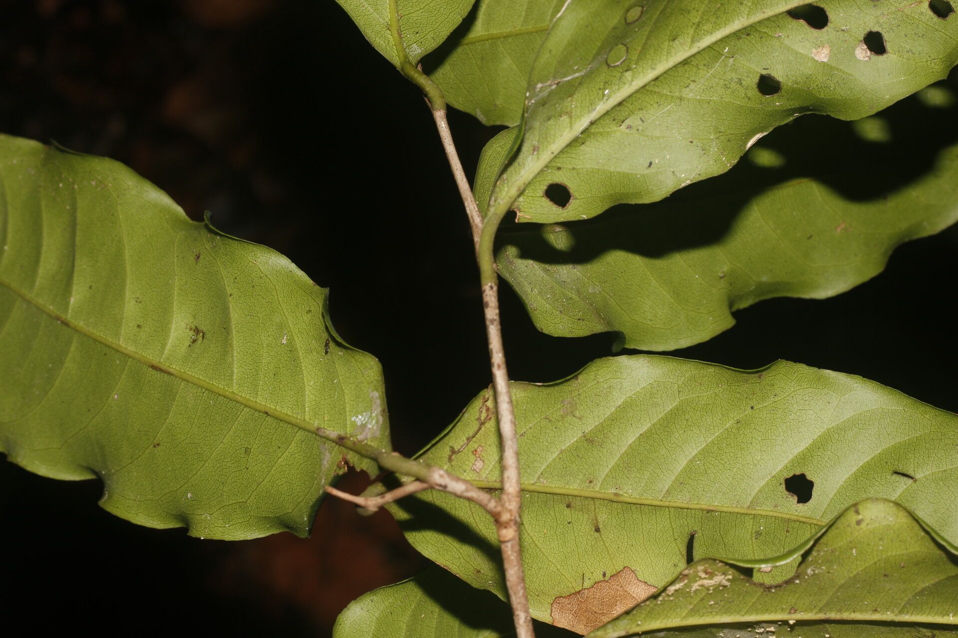 Eschweilera biflava bark