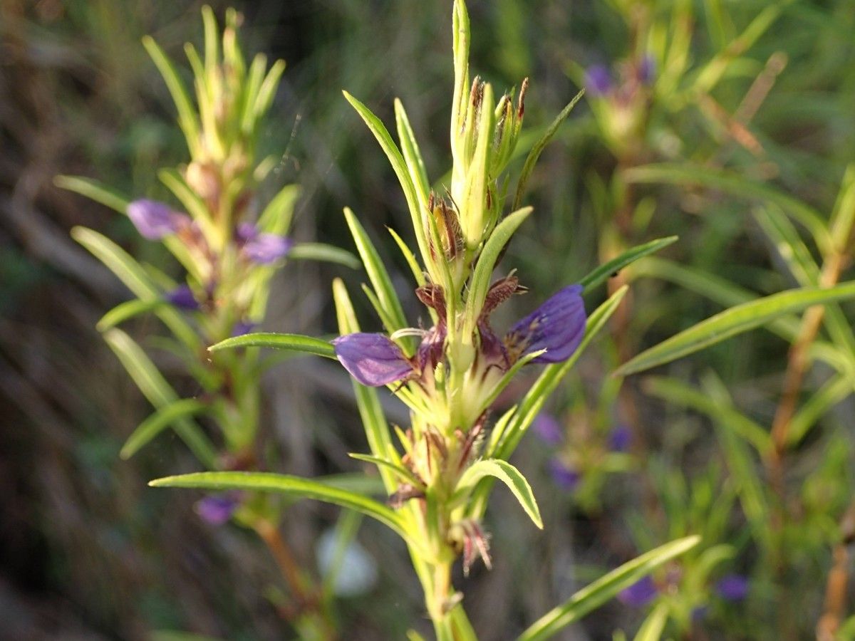 Hygrophila senegalensis flower