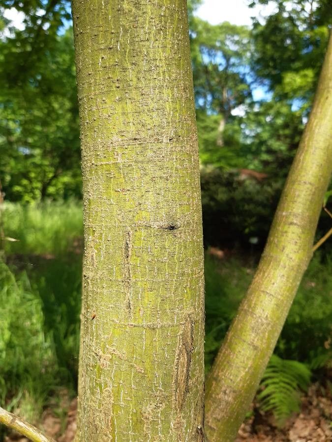 Acer micranthum bark