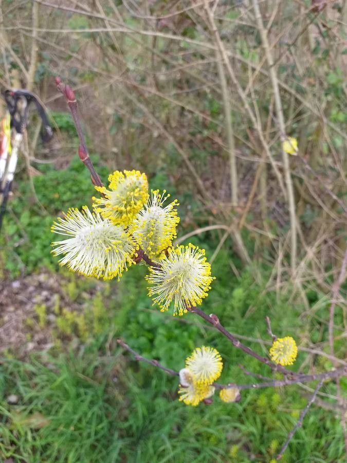 Salix appendiculata flower