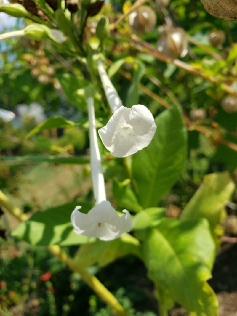 Nicotiana sylvestris flower