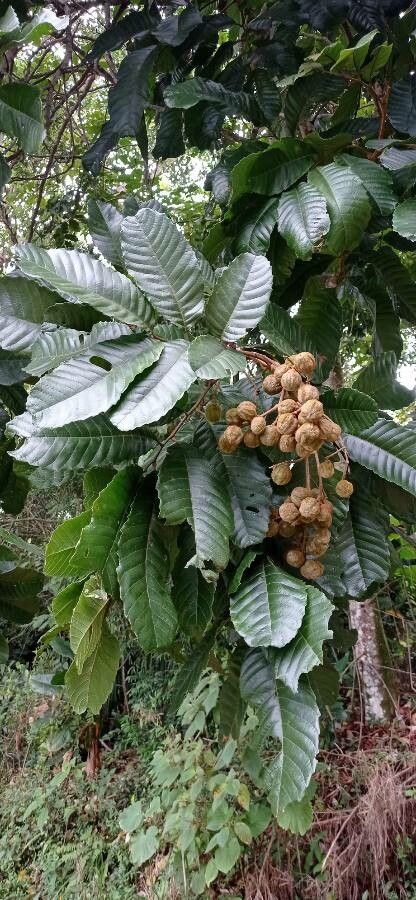 Cupania cinerea fruit